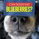How Many Blueberries Can I Give My Dog